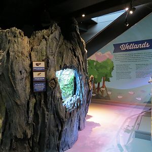 Global Rivers - Dart Frog Exhibit