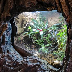Global Rivers - Dart Frog Exhibit
