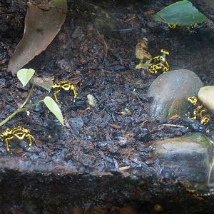 Global Rivers - Dart Frog Exhibit - Bumblebee Dart Frog