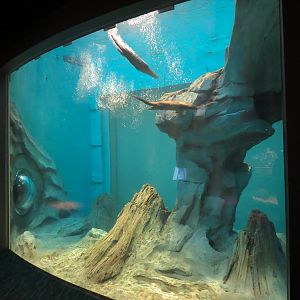 Changing Rivers - North American River Otter Exhibit