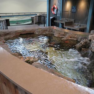 The Ocean Shore - Lower Tidepool Touch Tank