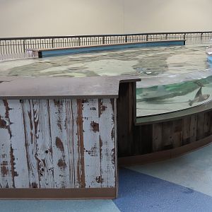 The Ocean Shore - Touch Tank