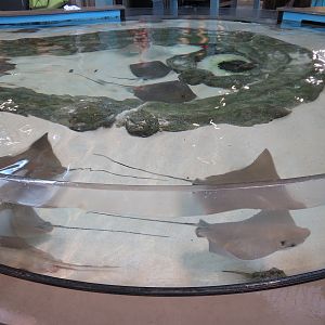 The Ocean Shore - Touch Tank - Cownose Ray