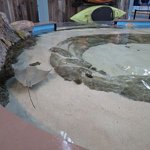 The Ocean Shore - Touch Tank - Cownose Ray
