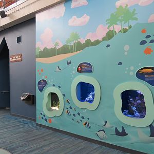 Assessor, Clownfish, and Garden Eel Exhibits