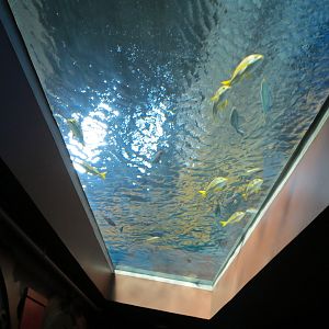 Shark Canyon - Overhead Window