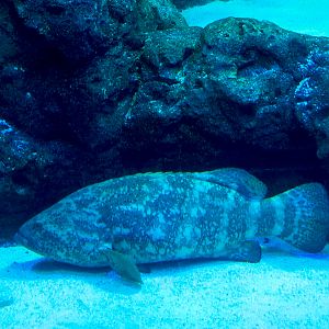 Shark Canyon - Atlantic Goliath Grouper