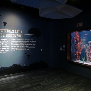 The Deep - Leafy and Weedy Seadragons Exhibit