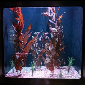 The Deep - Leafy and Weedy Seadragons Exhibit