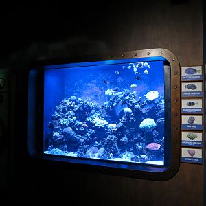 The Deep - Coral Exhibit
