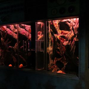 The Deep - Exhibit Designed For Octopus (None Occupying Currently)