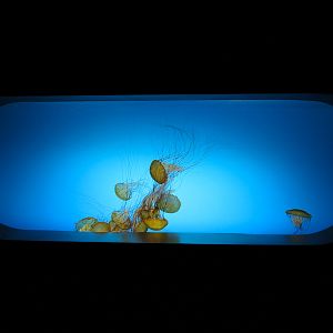 The Deep - Pacific Sea Nettle Exhibit