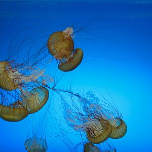 The Deep - Pacific Sea Nettle Exhibit