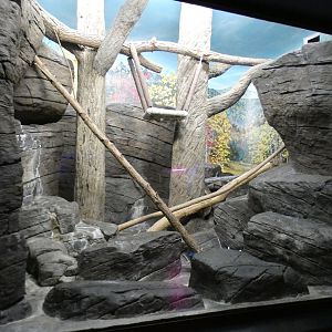 May. 2021 - Night Hunters (Lights On) - Ringtail Exhibit (Former Bobcat)