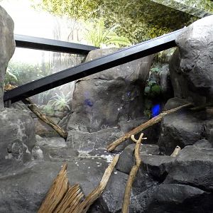 May. 2021 - Night Hunters (Lights On) - Southern Brazilian Ocelot Exhibit (Right Side)