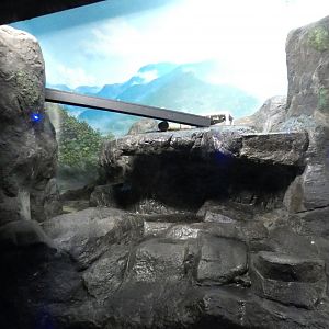 May. 2021 - Night Hunters (Lights On) - Southern Brazilian Ocelot Exhibit (Left Side)