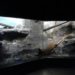 May. 2021 - Night Hunters (Lights On) - Southern Brazilian Ocelot Exhibit (Former Fishing Cat)