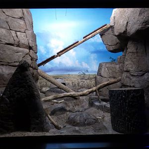 May. 2021 - Night Hunters (Lights On) - Large-spotted Genet Exhibit