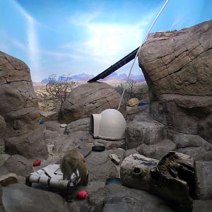 May. 2021 - Night Hunters (Lights On) - Fennec Fox Exhibit