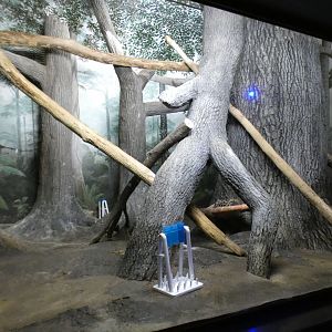 May. 2021 - Night Hunters (Lights On) - Large-spotted Genet Exhibit