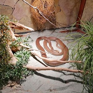 Reptilienzoo Allgäu Coastal Taipan