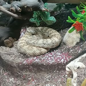 Reptilienzoo Scheidegg