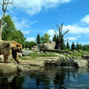 Brown Bear Exhibit, Russia's Grizzly Coast