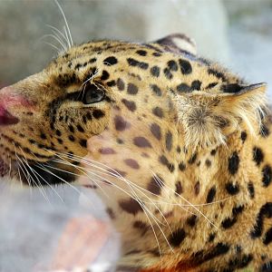 Amur Leopard
