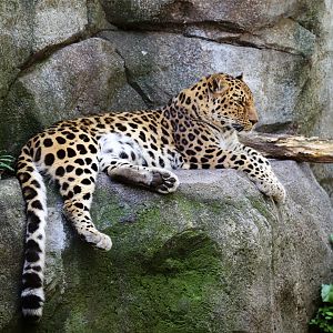 Amur Leopard