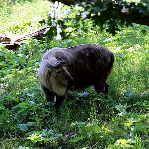 Sichuan Takin