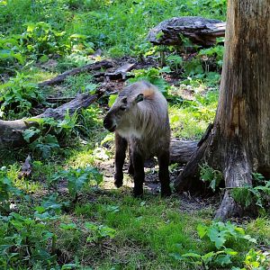 Takin Calf, June 2016