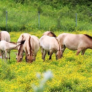 Przewalski's Horse Herd