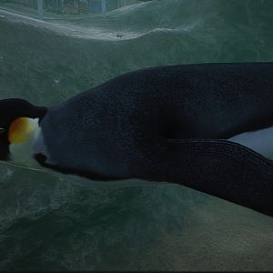 Emperor Penguin