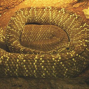Prairie rattlesnake (Crotalus viridis), 2014-02-16