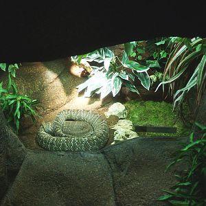 Prairie rattlesnake terrarium, 2014-02-16