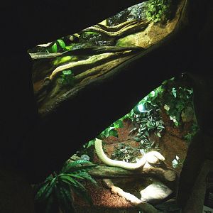 Leucistic Monocled cobra and Giant leaf frog terrariums, 2014-02-16