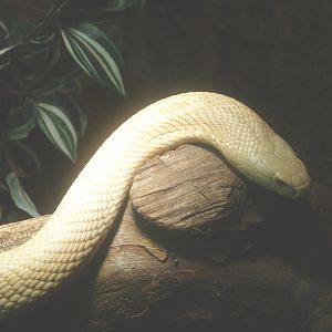 Leucistic Monocled cobra (Naja kaouthia), 2014-02-16