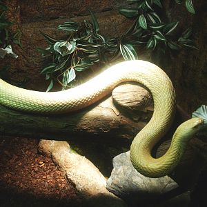 Leucistic Monocled cobra (Naja kaouthia), 2014-02-16