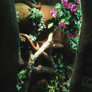 Brazilian rainbow boa terrarium, 2014-02-16