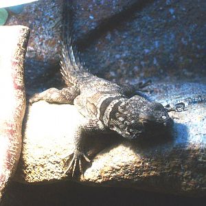 Madagascan collared iguana or Cuvier's Madagascar swift (Oplurus cuvieri), 2014-02-16