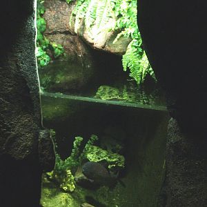 Red-bellied piranha exhibit, 2014-02-16