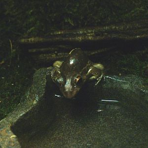 Green and golden bell frog (Ranoidea aurea), 2014-02-16