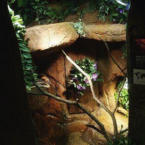 Corn snake terrarium, 2014-02-16