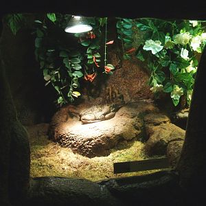 Cane toad terrarium, 2014-02-16