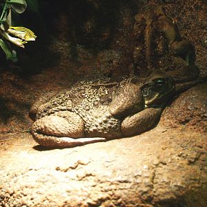 Cane toad (Rhinella marina), 2014-02-16