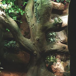 Jungle carpet python terrarium, 2014-02-16