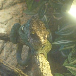 Parson's chameleon (Calumma parsonii), 2014-02-16
