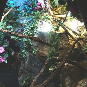 Parson's chameleon terrarium, 2014-02-16