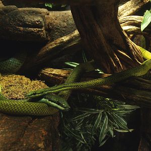 Baron's green racers (Philodryas baroni), 2014-02-16