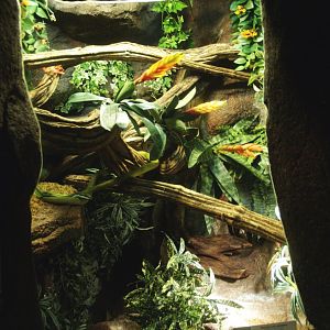 Baron's green racer terrarium, 2014-02-16